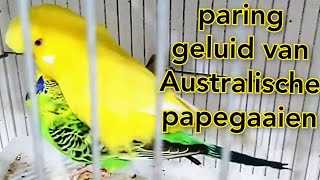 paringsgeluid van Australische papegaaien parkiet parende geluid grasparkiet vogel stem [upl. by Roxi369]