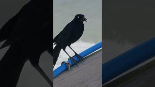 Common Grackle Carefully Watching Around [upl. by Rabin315]