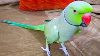 Chatterbox Talking Parrot Speaking On Room Sofa [upl. by Googins]