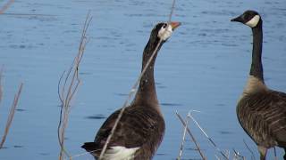 Canada Goose Hybrid Watch in 1080HD [upl. by Ailices]