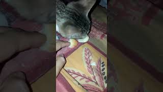 mi gato comiendo parte 1 [upl. by Asssilem]