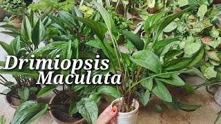 Discover The Hidden Beauty Of Drimiopsis Maculata  How To Grow And Care For This Rare Beauty [upl. by Sanders]