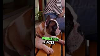 Battle of the Adorables Boston Terrier vs French Bulldog 🐾🤔 DoggyDuel PuppyShowdown [upl. by Elephus866]