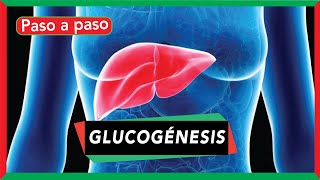 GLUCOGÉNESIS síntesis de glucógeno pasos y regulación [upl. by Darrow]