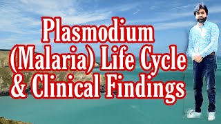 Lec7  PlasmodiumMalaria  Transmission  Life Cycle  Pathogenesis  Clinical finding UrduHindi [upl. by Glennon469]