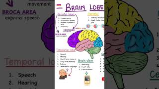 Function of brain।। part of brain।। motor function ।।brain lobes।।function of lobes brainfacts br [upl. by Felipe]