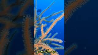 fingersoftcoralscnidariascubadivingscubavideographymoalboalcebu🇵🇭 [upl. by Nosiddam]