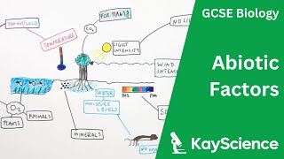 Abiotic Factors  GCSE Biology  kaysciencecom [upl. by Kohcztiy]