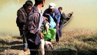 Community fishing at Doyang river in Nagaland [upl. by Guillaume]