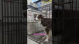 Fixing Crate Aggression Why energy and structure matterpuppy dogs pets dogtraining [upl. by Rheims13]