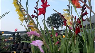 Gladiolus plant combo offer flowers gardening plantlover garden rosenursery flowers plantlove [upl. by Nannah]