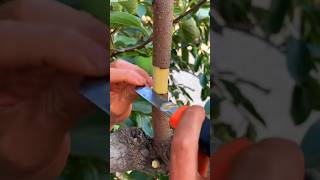 Persimmon Fruit 🌿agriculture gardening homegarden shortsfeed shortsviral tree garden farming [upl. by Nevin]