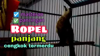 Trucukan gacor ropel panjang cengkok termerdu untuk pancingan dan masteran [upl. by Navad]