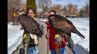 Falconry Hunting ducks with Eagles [upl. by Mitinger]