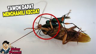 Ketika Kecoa Hilang Akal Terbujuk Rayu Oleh Tawon [upl. by Ecylahs]