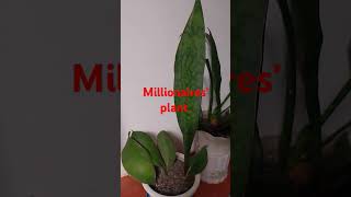 Whale fin snake plantsansevieria masoniana [upl. by Anaiviv]