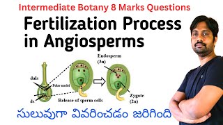 Fertilization Process in Angiosperms  Intermediate Botany Most Important 8 Marks Question [upl. by Blithe]