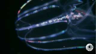 The Lovely Lobed Comb Jelly [upl. by Ardnahs]