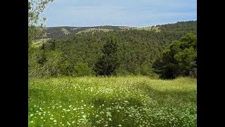 Il Pulicchio di Gravina in Puglia [upl. by Assirahs]