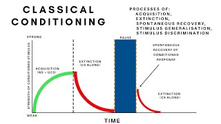 Classical ConditioningAcquisition ExtinctionSpontaneous Recovery Generalisation amp Discrimination [upl. by Nnad949]