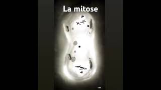 la mitose  prophase  métaphase anaphase télophase animals biology [upl. by Slavic521]