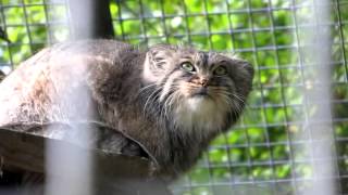 Manul KarlHeinz staring  Zoo Saarbrücken [upl. by Ernest956]