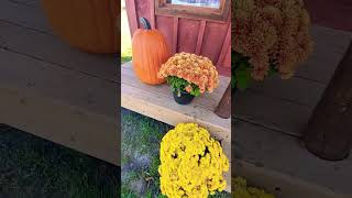 Pingles Farm  Clarington  ONCanada🇨🇦slideshow fallvibes torontocanada following highlights [upl. by Anaitat]