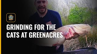 GRINDING FOR THE CATS AT GREENACRES  GREENACRES FARM FISHERY KENT [upl. by Jeanelle974]