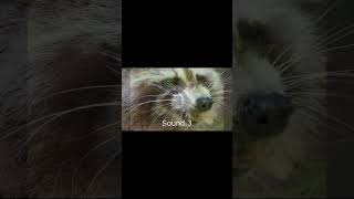 Raccoon Sound Effects raccoon raccoons raccoonsfx wildanimals youtubeshorts trend animals [upl. by Assirak509]