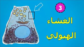 3 بنية الغشاء الهيولي 🐻‍❄️ [upl. by Golding]