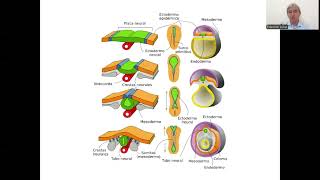 EXPOSICION DESARROLLO EMBRIONARIO FASES [upl. by Donough]