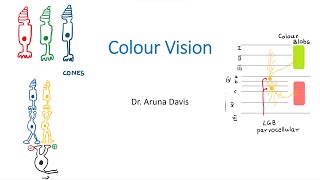 Colour Vision [upl. by Tallbott60]