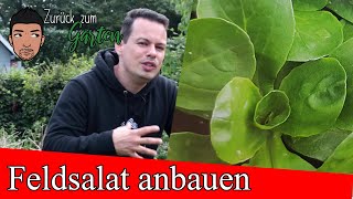 Feldsalat anbauen Tipps im Herbst Winter und Frühling [upl. by Brecher229]