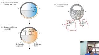 Developmental Biology  lecture8  Development in Amphibians1  CSIRNET GATE [upl. by Lurlene488]