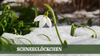 Schneeglöckchen  Alles über die beliebten Frühlingsboten [upl. by Enelahs]