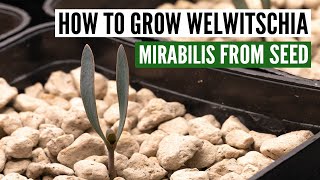 How to grow Welwitschia Mirabilis from seed with sucess [upl. by Nywroc115]