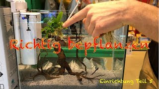 Aquarium einfach bepflanzen  Einrichtung Teil 5 [upl. by Alegnaed930]