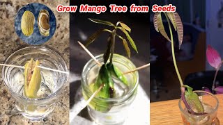 How to grow a mango tree from seeds [upl. by Yalcrab]