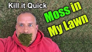 Get rid of Moss in Lawn  How To [upl. by Noemi]