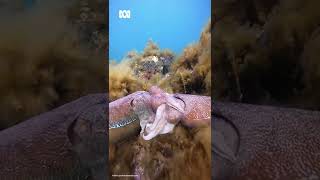 Have you ever seen cuttlefish mate 😳🦑💕  Pets amp Animals  Shorts  ABC Australia [upl. by Dilisio]