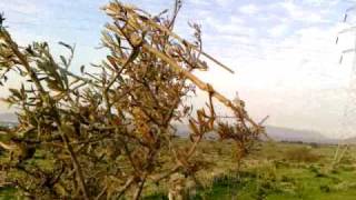 trapping greenfinch verderon in Greece [upl. by Kared369]