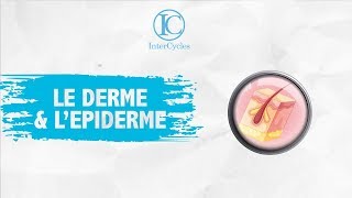 La peau  le derme et lépiderme  Collège  InterCycles [upl. by Sella]