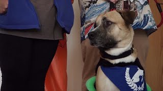 Colorado dog training center hosts pawnted house to get pets ready for Halloween [upl. by Olracnaig]