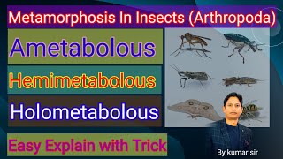 Metamorphosis Ametabolous Hemimetabolous amp Holometabolous In insects  Phylum Arthropoda [upl. by Leonora]