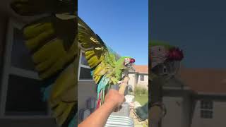 My militart macaw’s parrot practice flying macaw bird birds parrot pet pets animals aninal [upl. by Annet]