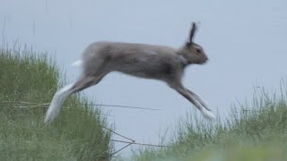 Jumping Hare [upl. by Shaffert]