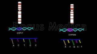 Genetic polymorphism and pathogenesis  Animated Atlas of BPH and OAB [upl. by Ardrey587]