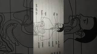 Human alimentary canal class10important very topics viralshortsfeed 2025model [upl. by Bello270]