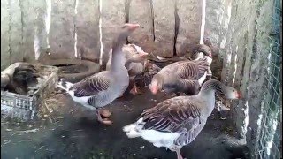 Cría de gansos nacemento parte1 Breeding goose  birth part 1 [upl. by Fleeman]