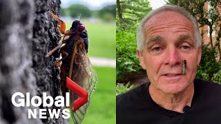 Brood X Billions of cicadas begin emerging above ground in the US after 17 years [upl. by Annahpos]